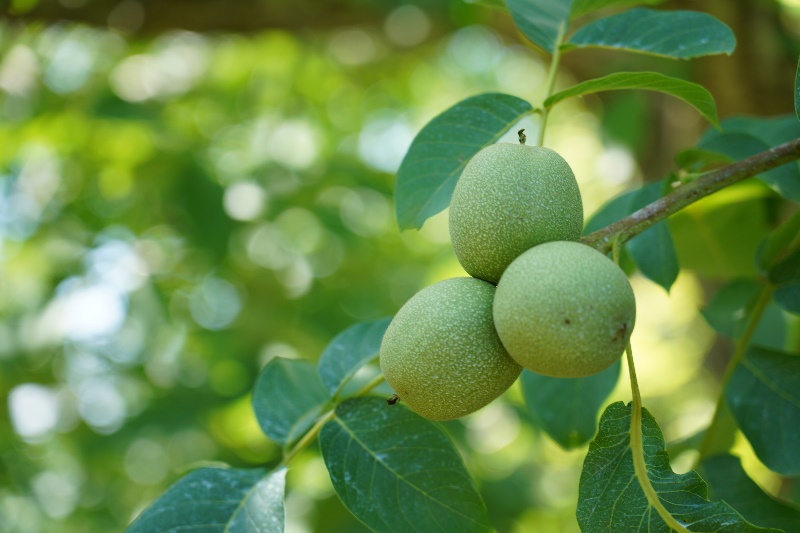 受粉後の７～８月頃、緑色の外皮（果皮）に包まれた実はぐんぐん大きく育ちます。